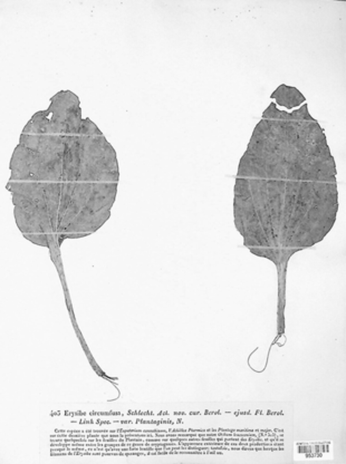 Golovinomyces circumfusus image